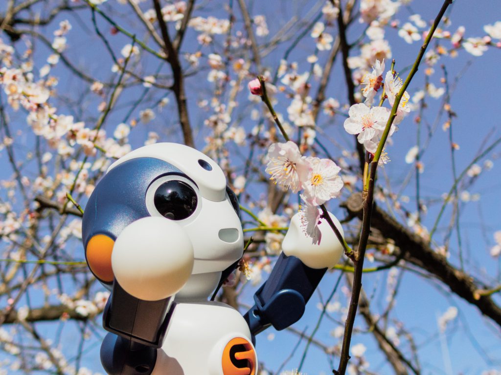 春はあけぼの 花は梅 ロボット専門店のスタッフブログ ロボットとの共存